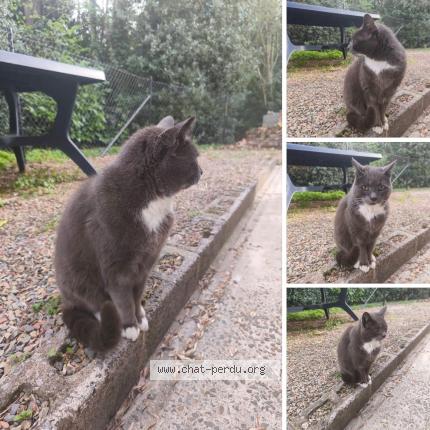 Foto 1/1 Gato encontrado Encontrado en Lesve