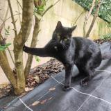 Foto del gato perdido en Le Cannet Des Maures