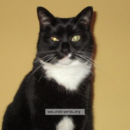 Foto 1/1 EVA Chat perdido en Watermael boitsfort