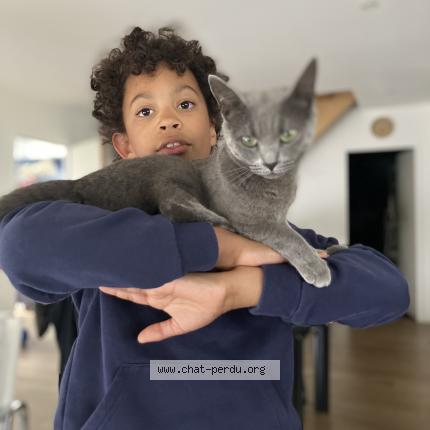 Foto 1/1 Pearl Chat perdido en Vironvay