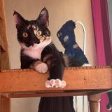 Foto del gato perdido en Champigny Sur Marne