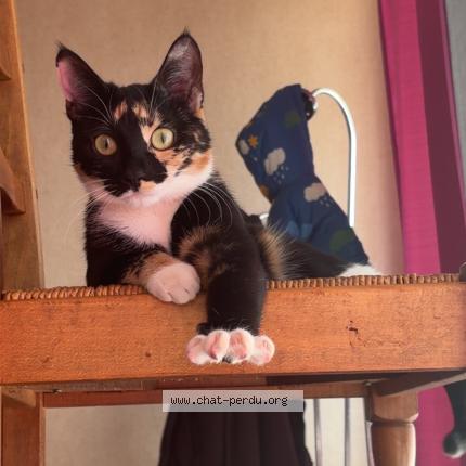 Foto 1/1 Iris Chat perdido en Champigny sur marne