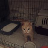 Foto de gato encontrado en Perpignan