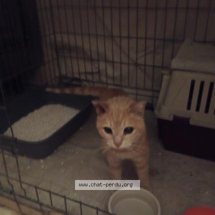 Foto 1/1 Gato encontrado Encontrado en Perpignan