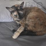 Foto del gato perdido en Cauro