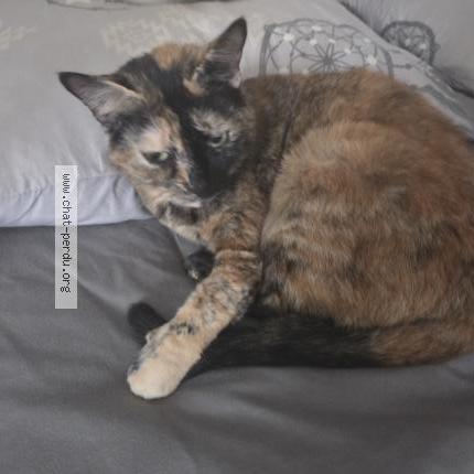 Foto 1/1 Doudou Chat perdido en Cauro