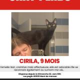 Foto del gato perdido en Mont De Marsant
