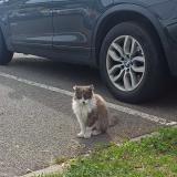 Foto de gato encontrado en Le Thillay