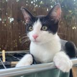 Foto del gato perdido en Plaisir