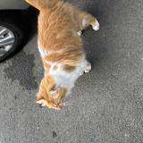 Foto de gato encontrado en Tourcoing