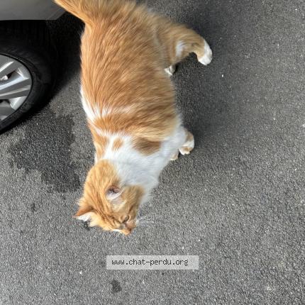 Foto 1/1 Gato encontrado Encontrado en Tourcoing