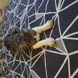 Foto del gato perdido en Cadenet