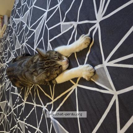 Foto 1/1 Biscuit Chat perdido en Cadenet