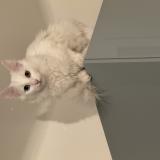 Foto del gato perdido en Deuil La Barre