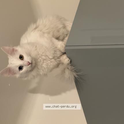 Foto 1/1 Vahia Chat perdido en Deuil la barre