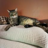 Foto del gato perdido en La Ciotat