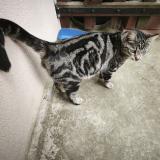 Foto de gato encontrado en St Benigne