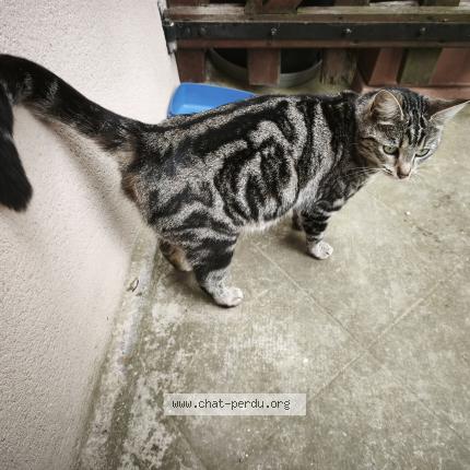 Foto 1/1 Gato encontrado Encontrado en St benigne