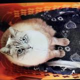 Foto del gato perdido en Sallanches