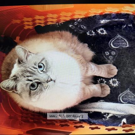 Foto 1/1 Elsa Chat perdido en Sallanches