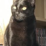 Foto del gato perdido en Andernos Les Bains