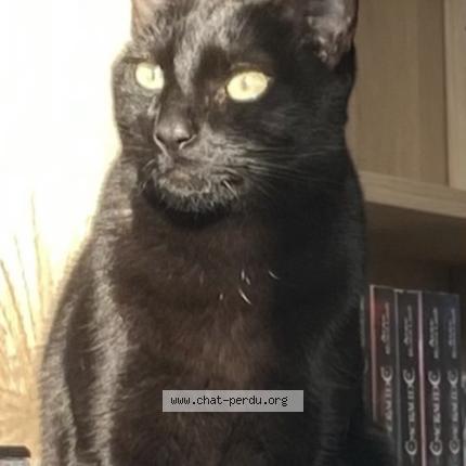 Foto 1/1 Saphir Chat perdido en Andernos les bains