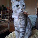 Foto del gato perdido en Montesson