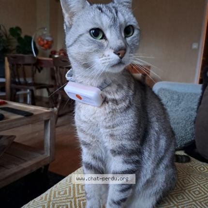Foto 1/1 Kitty Chat perdido en Montesson