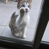 Foto de gato encontrado en Vulaines Sur Seine