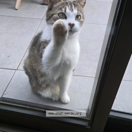 Foto 1/1 Gato encontrado Encontrado en Vulaines sur seine