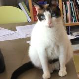 Foto del gato perdido en Romans Sur Isere