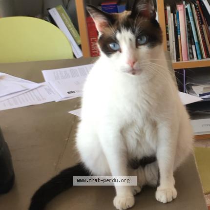 Foto 1/1 CHALIMAR Chat perdido en Romans sur isere