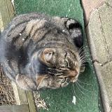 Foto del gato perdido en Guilherand Grange