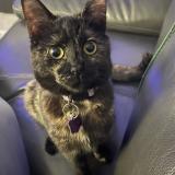 Foto del gato perdido en Morcenx