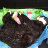 Foto de gato encontrado en Stattmaten