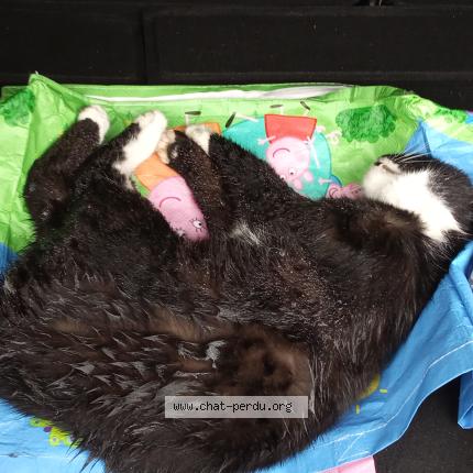 Foto 1/1 Gato encontrado Encontrado en Stattmaten