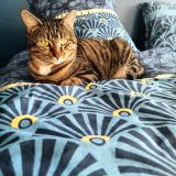 Foto del gato perdido en Besancon