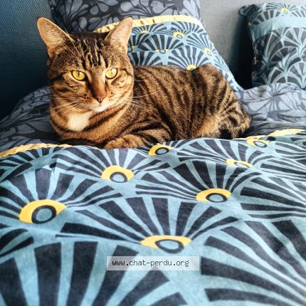 Foto 1/1 Mimi Chat perdido en Besancon