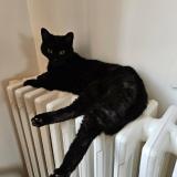 Foto del gato perdido en Merignac