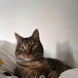 Foto del gato perdido en Aouste Sur Sye