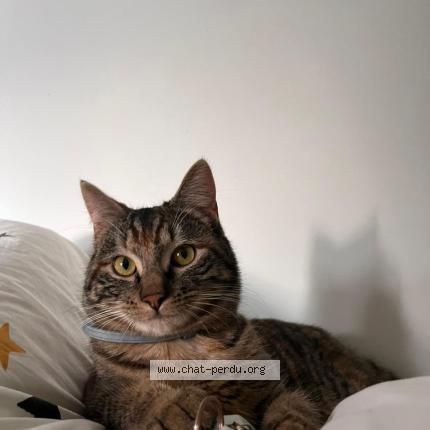 Foto 1/1 Avril Chat perdido en Aouste sur sye