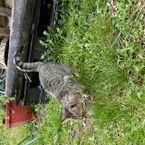 Foto de gato encontrado en Estaires