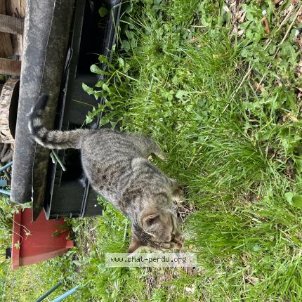 Foto 1/1 Gato encontrado Encontrado en Estaires