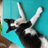 Foto del gato perdido en Kuntzig