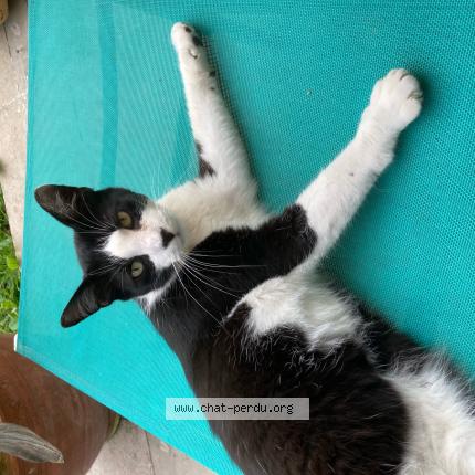 Foto 1/1 Nougat Chat perdido en Kuntzig