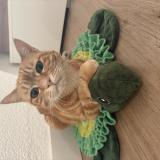 Foto del gato perdido en Belfort