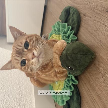 Foto 1/1 Nala Chat perdido en Belfort