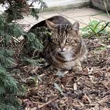 Foto de gato encontrado en Villejuif 94800