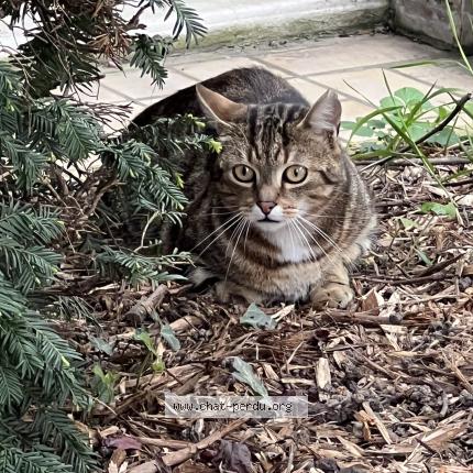 Foto 1/1 Gato encontrado Encontrado en Villejuif 94800