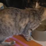 Foto del gato perdido en Cournon D Auvergne